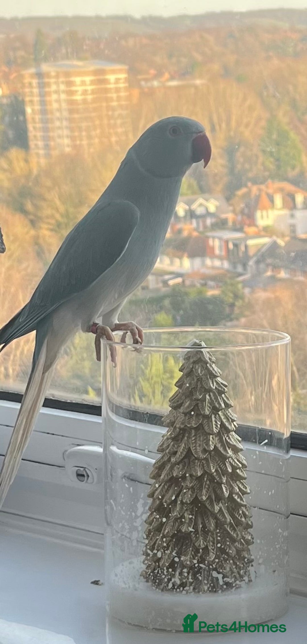 Parakeets birds for sale: Indian ring neck  - Advert 1