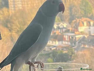 Parakeets birds Indian ring neck - Advert 2