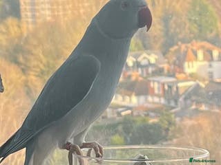 Parakeets birds Indian ring neck - Advert 6