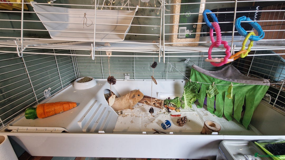 Guinea Pig rodents for sale: Guinea pigs x2 - Image 4
