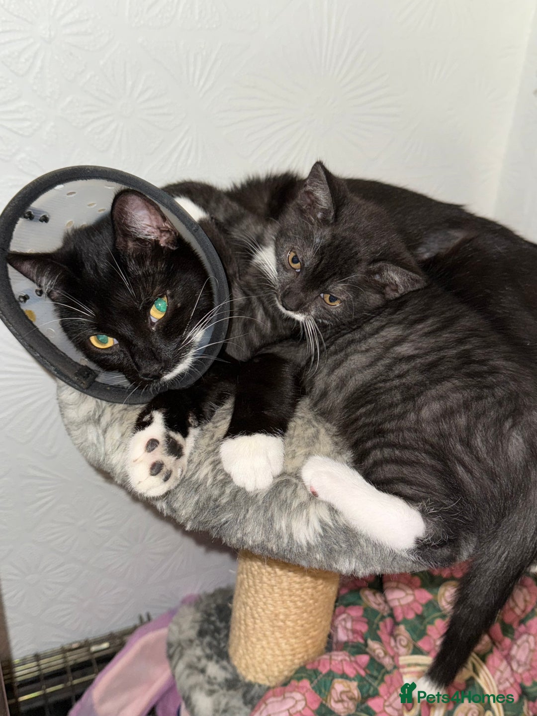 Mixed Breed cats for sale: 1 male kitten for sale - Image 5