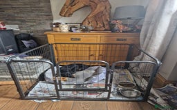 Miniature Dachshund dogs for sale: MINIATURE DACHSHUND FEMALE  - Image 6