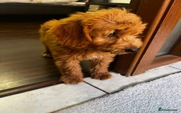 Mini Goldendoodle dogs for sale: Beautiful gentle Goldendoodle Girl - Image 7