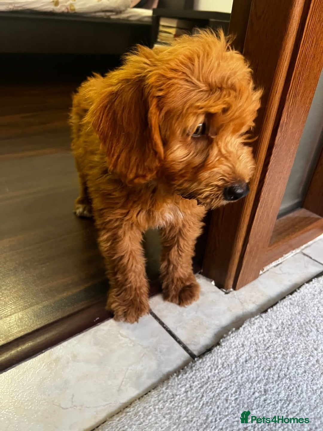 Mini Goldendoodle dogs for sale: Beautiful gentle Goldendoodle Girl - Image 7