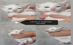 Mixed Breed cats for sale: White / Odd eye / black  Russian mix kittens /  - Image 8