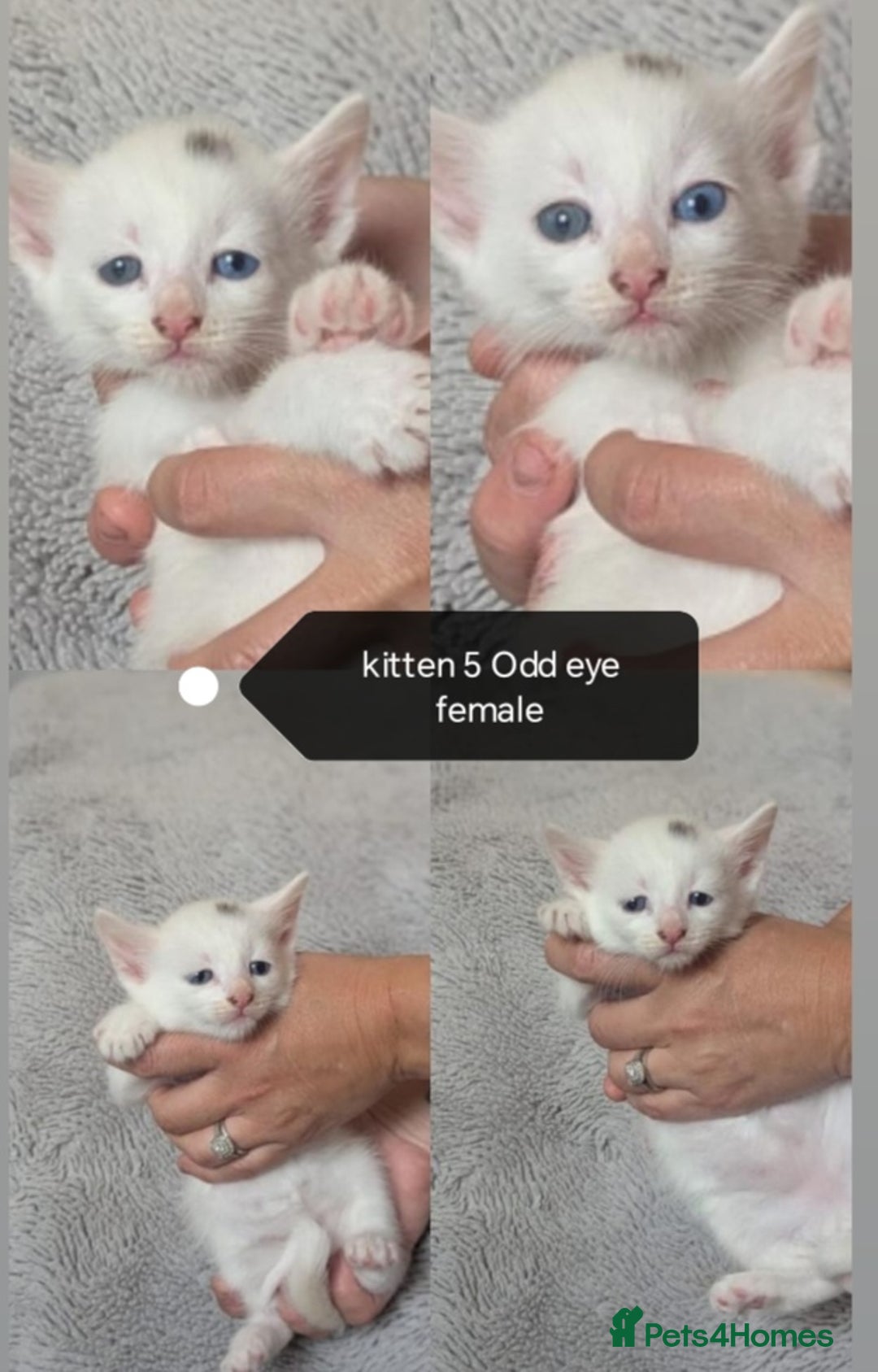 Mixed Breed cats for sale: White / Odd eye / black  Russian mix kittens /  - Image 8