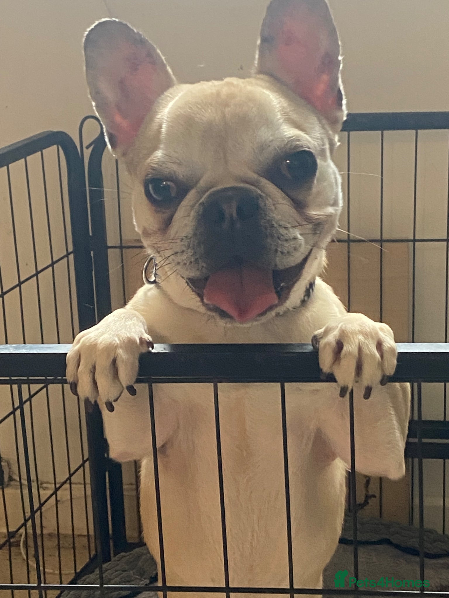 Mixed Breed dogs Frug for sale French bulldog and pug :) - Advert 3