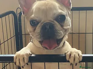 Mixed Breed dogs Frug for sale French bulldog and pug :) - Advert 13
