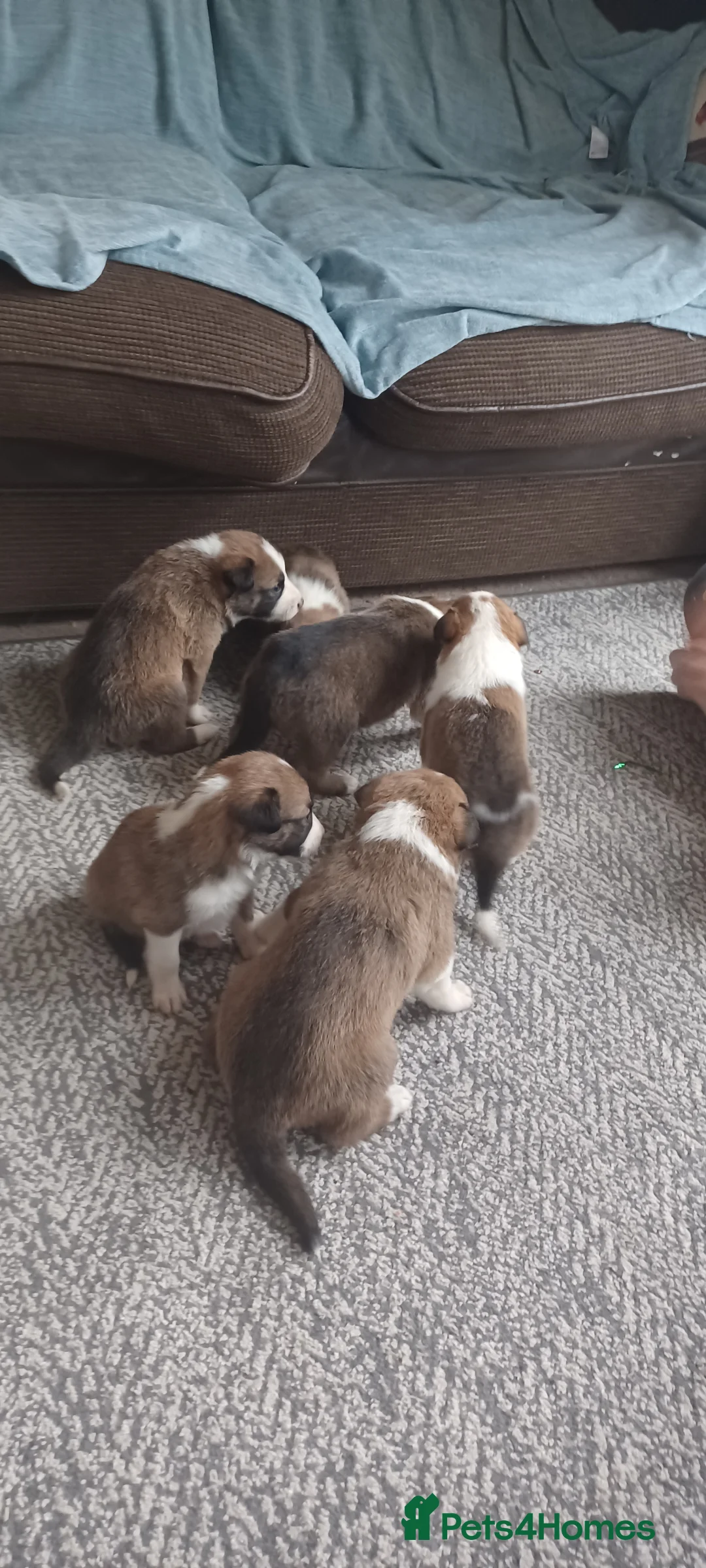 Border Collie dogs for sale: Collie puppies for sale ONLY BOYS AVAILABLE - Advert 7