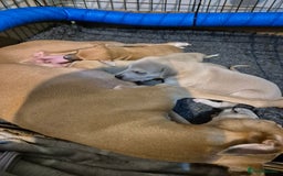 Whippet dogs for sale: 5 fawn kc whippet puppies beauitful markings  - Image 2