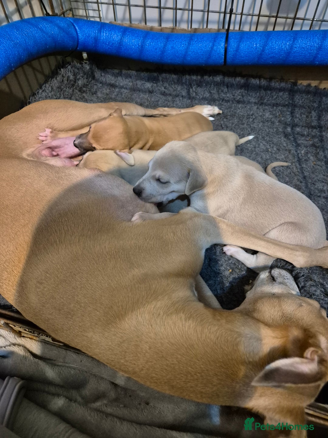 Whippet dogs for sale: 5 fawn kc whippet puppies beauitful markings  - Image 2