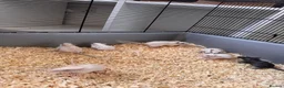 Gerbil rodents for sale: Gerbils for sale  - Advert 4
