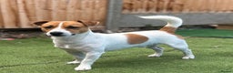 Jack Russell dogs for stud: Jack Russel for Stud  - Advert 1