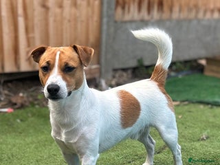 Jack Russell dogs for stud - Advert 1