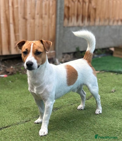 Jack Russell dogs Jack Russel for Stud - Advert 1