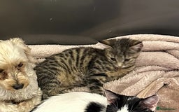Domestic Shorthair cats for sale: Two kittens for sale - Image 2