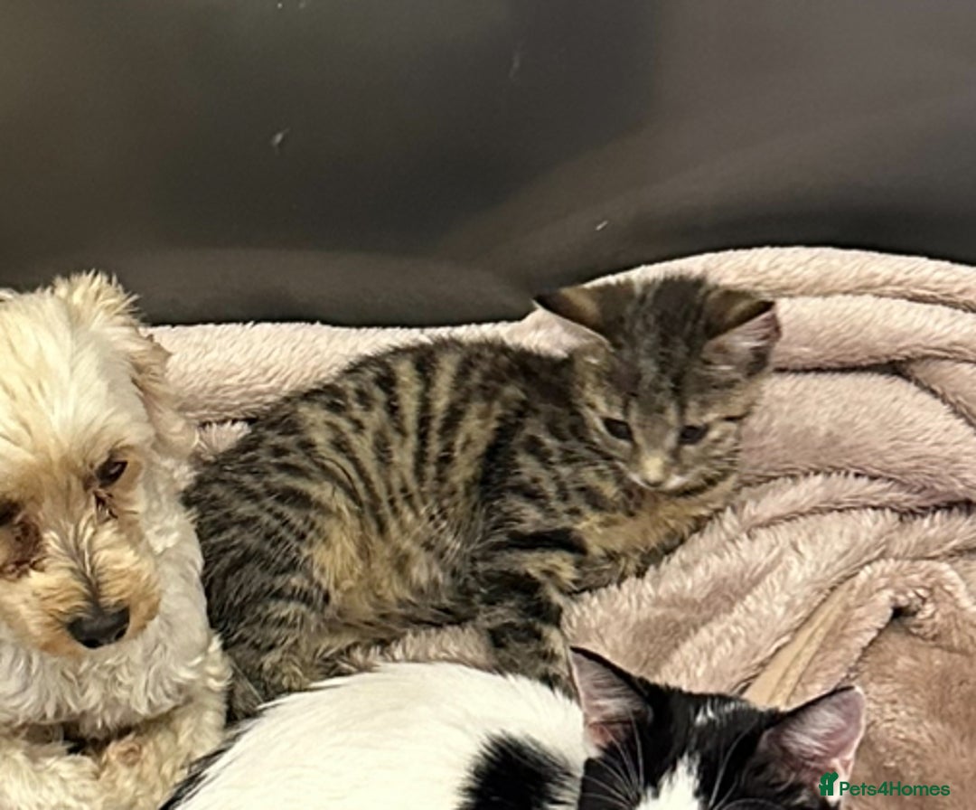 Domestic Shorthair cats for sale: Two kittens for sale - Image 2
