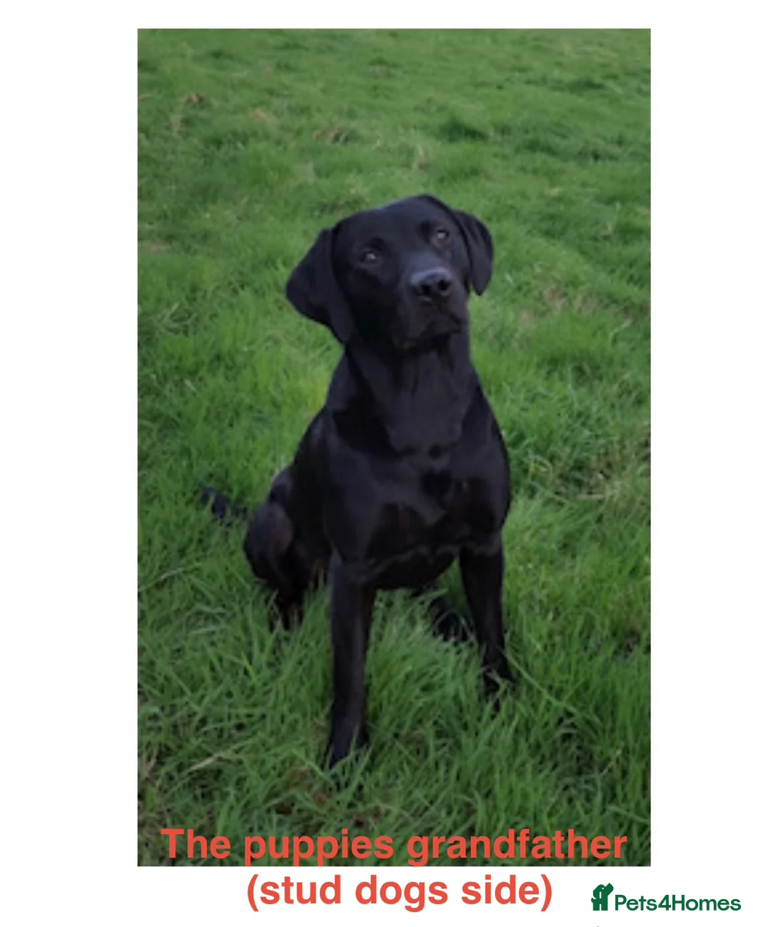 Labrador Retriever dogs for sale: Beautiful litter of Labrador puppies. - Advert 16