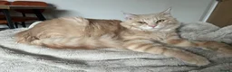 Maine Coon cats for sale: Maine Coon Male 7 months - cream/light ginger  - Advert 14