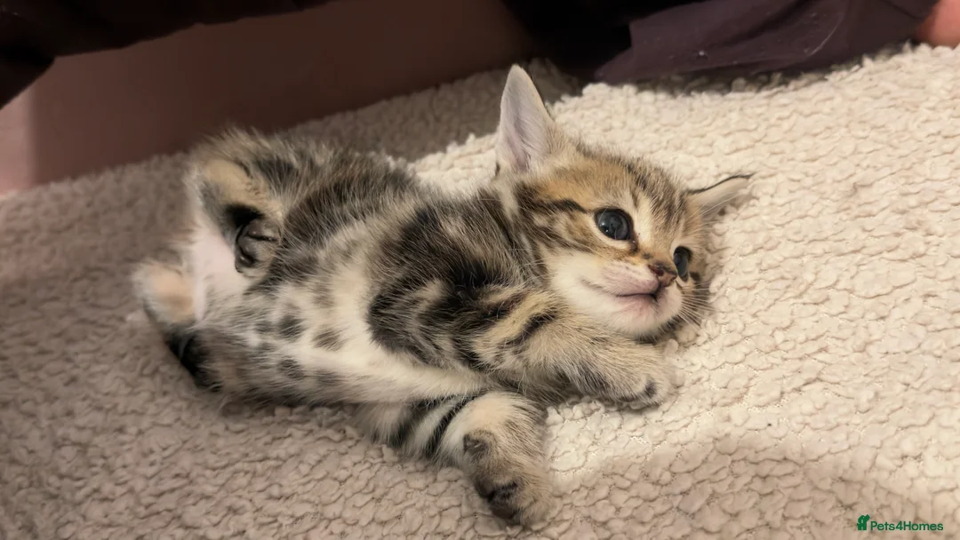 Mixed Breed cats for sale: 6 tortoiseshell/tabby - Advert 4