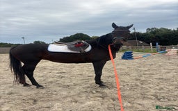 English Thoroughbred horses for sale: A big girl with huge heart to go far - Image 1
