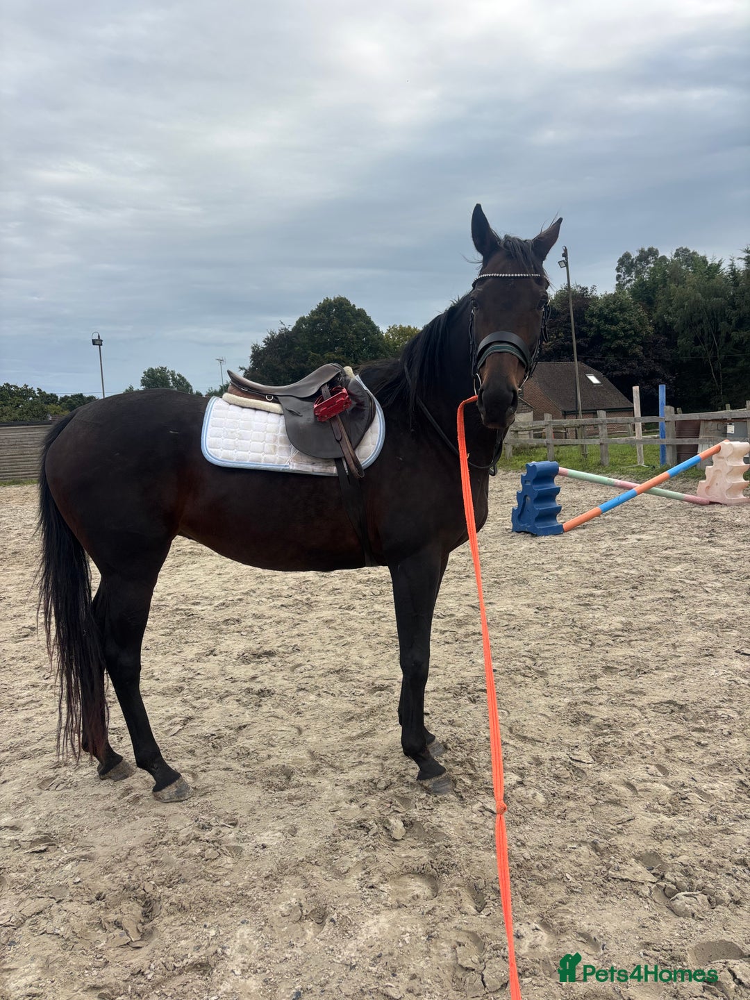 English Thoroughbred horses for sale: A big girl with huge heart to go far - Image 1