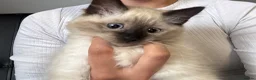Ragdoll cats for sale: Ragdoll Kitten - Advert 2