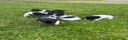 Jack Russell dogs for sale: Traditional Jack Russells - Advert 1