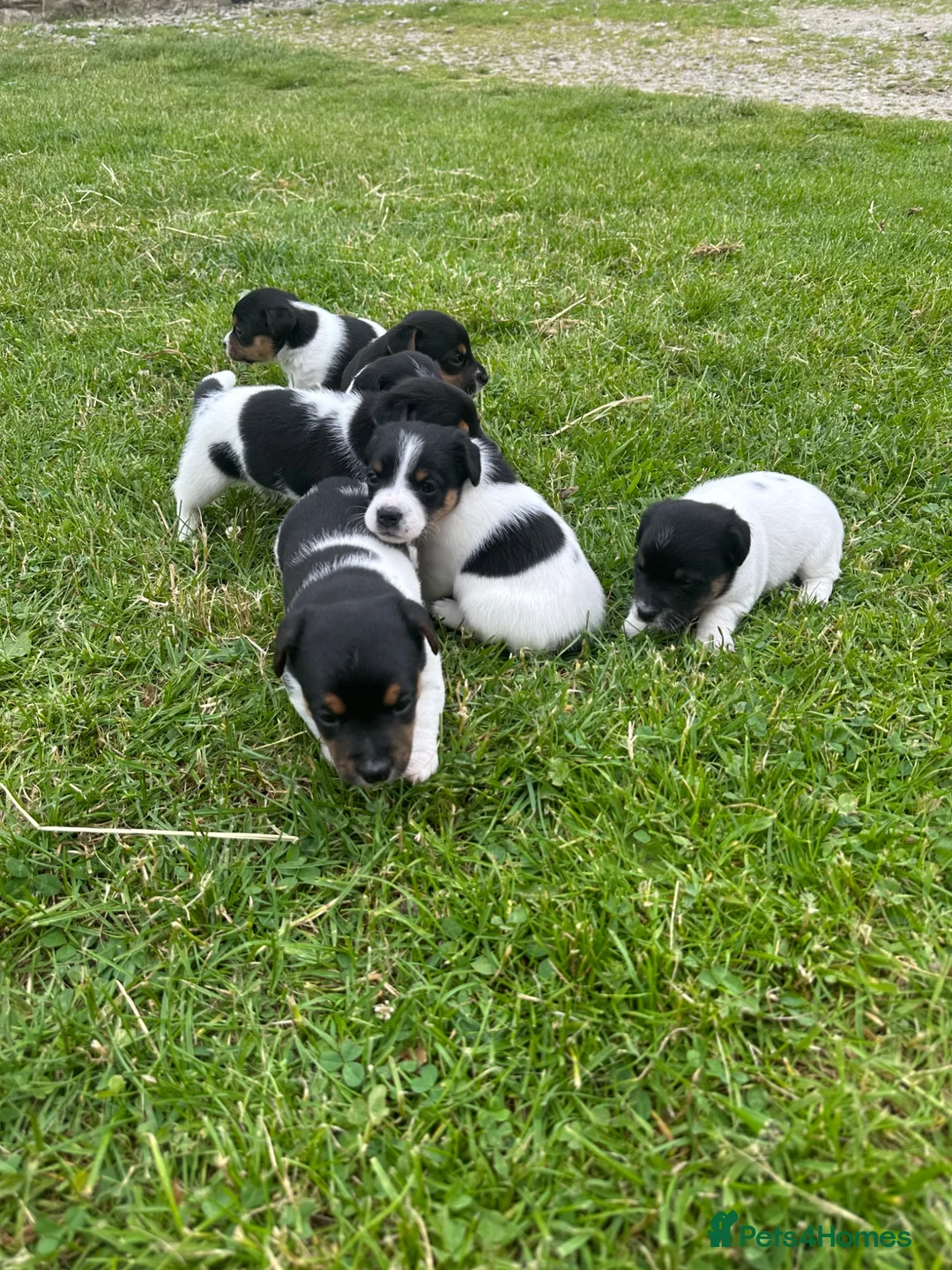 Jack Russell dogs for sale: Traditional Jack Russells - Advert 1