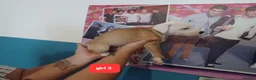 Staffordshire Bull Terrier dogs for sale: Adorable puppy for Staffordshire Bull Terrier - Advert 5