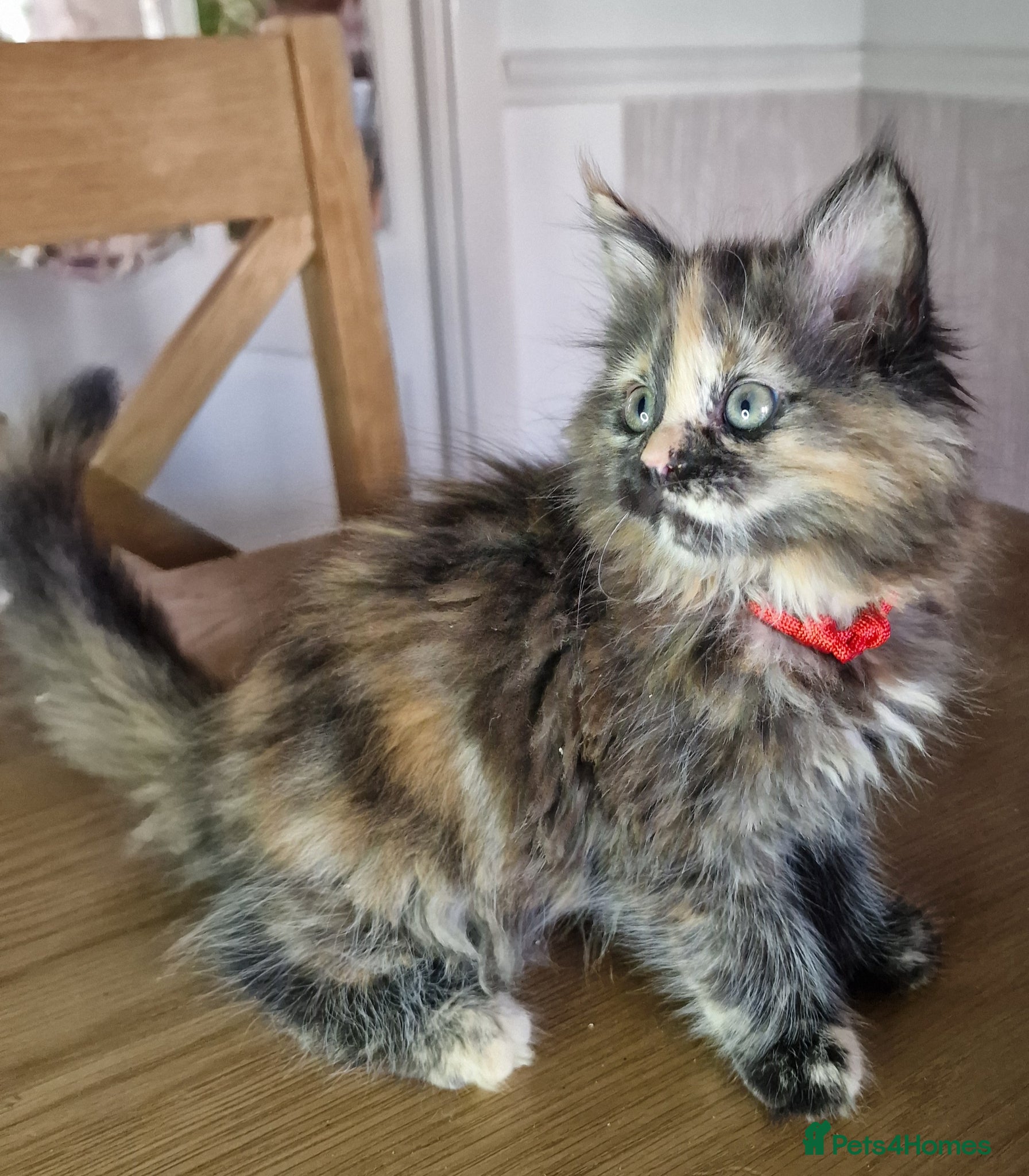 Maine Coon cats for sale: 8 maine coon kittens ready in Bury in Bury - Advert 12