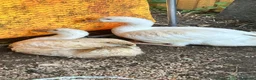 Geese poultry for sale: Bonded pair unrelated male female embden goose  - Advert 4
