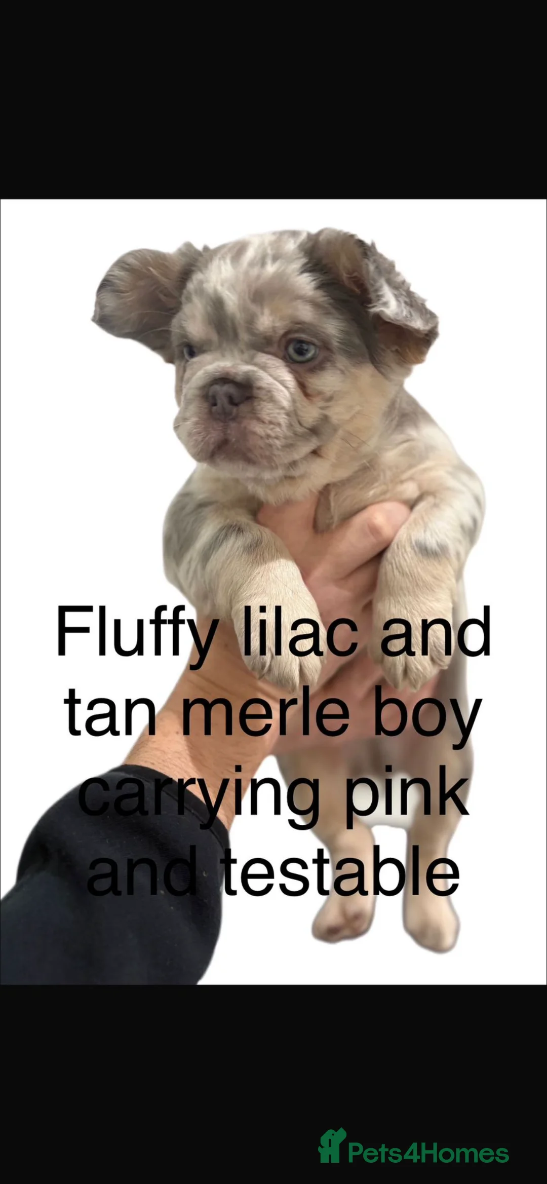 French Bulldog dogs for sale: Fluffy French bulldogs  ** s carrying pink - Advert 20