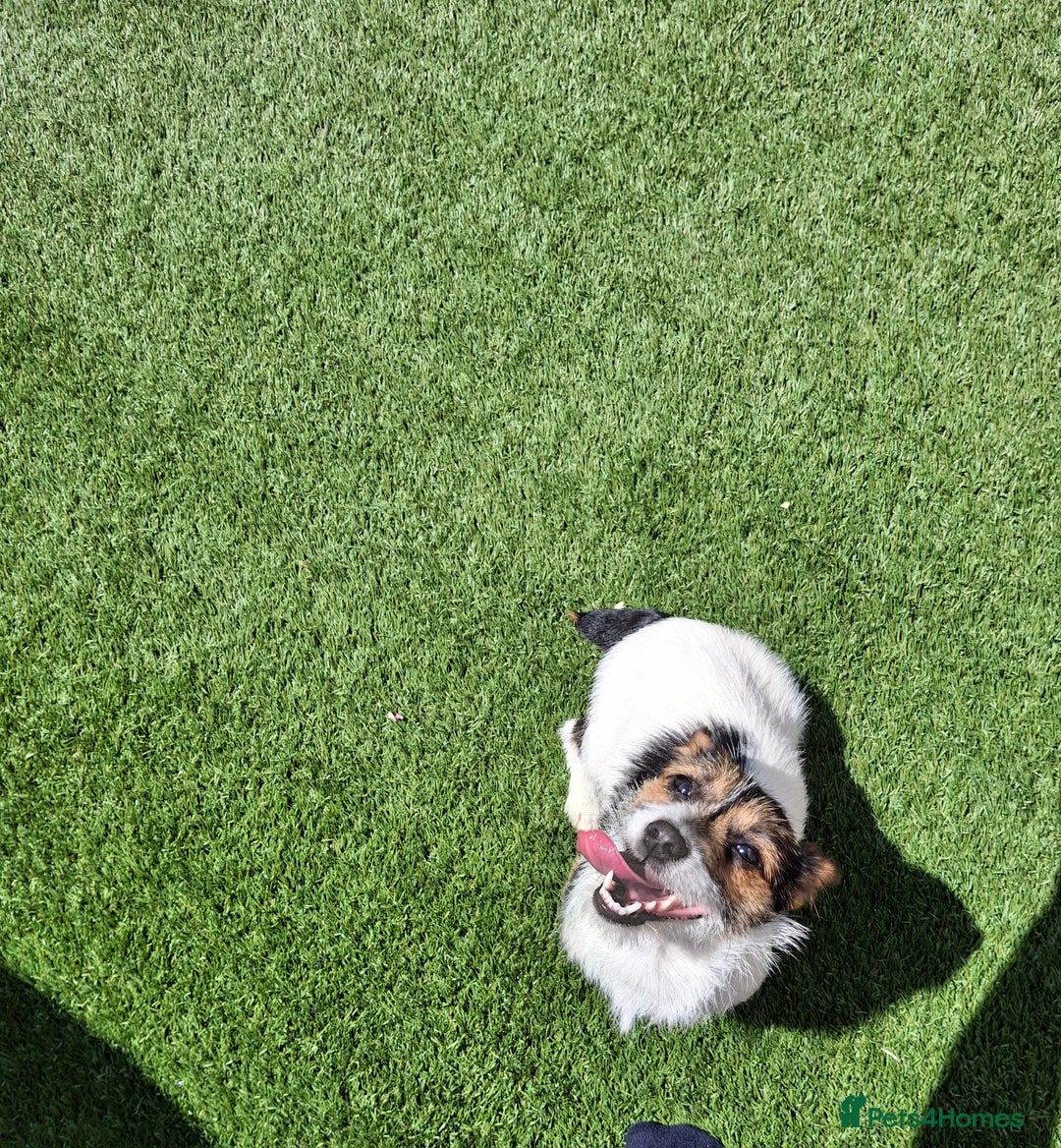 Jack Russell dogs for sale: Tri colour miniature jack russell  - Image 3