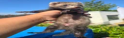 Ferret rodents for sale: Stunning ferret for sale - Advert 9