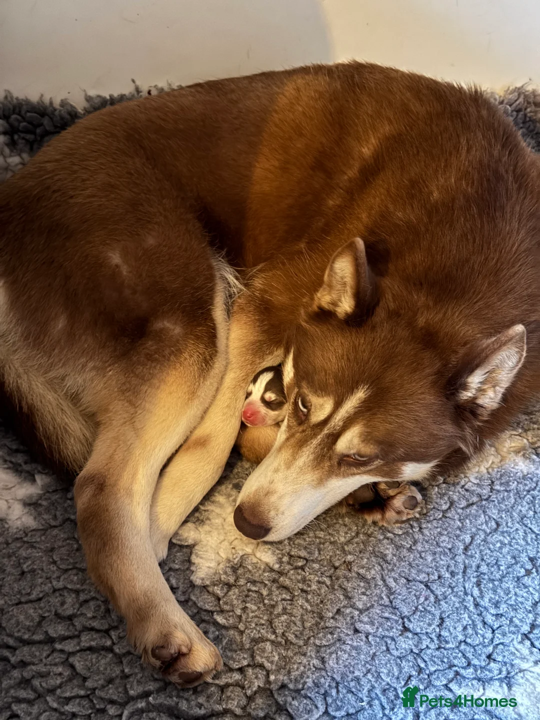 Siberian Husky dogs for sale: ✨Exceptional KC Reg Husky Puppies✨ - Advert 6