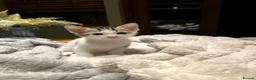 Mixed Breed cats for sale: New batch of Cuties in Basingstoke - Advert 6