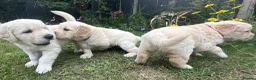 Golden Retriever dogs for sale: Gorgeous Chunky Golden Retriever Puppies - Advert 29