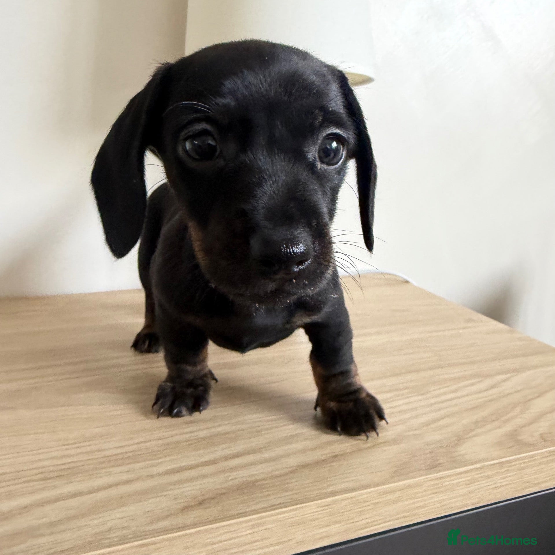 Miniature Dachshund dogs Stunning true mini KC Dachshund puppies - Advert 18