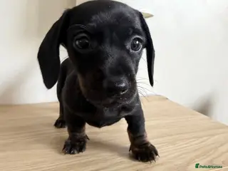 Miniature Dachshund dogs Stunning true mini KC Dachshund puppies - Advert 18