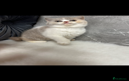 British Shorthair cats for sale: Blue/Lilac/Bicolour & Tortie Full Pedigree Reg BSH - Image 2