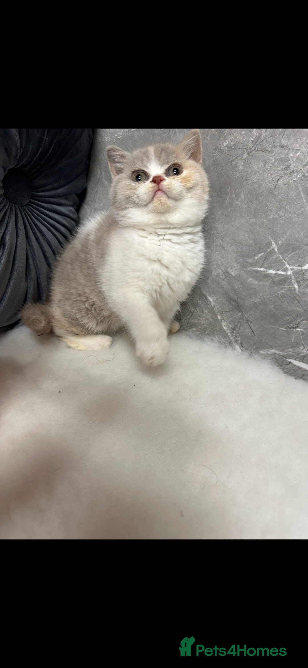 British Shorthair cats for sale: Blue/Lilac/Bicolour & Tortie Full Pedigree Reg BSH - Image 2