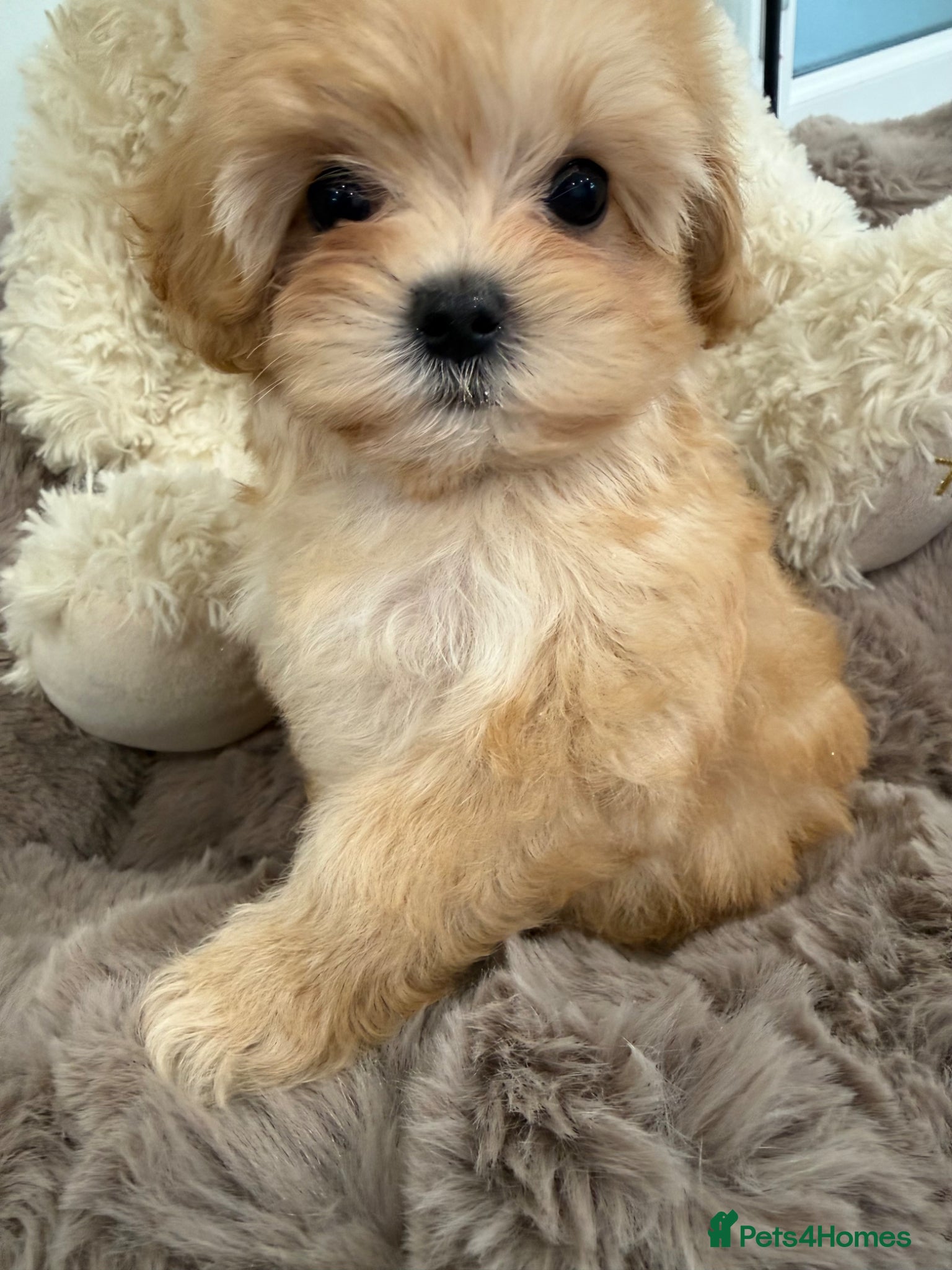 Maltipoo dogs for sale: 7 beautiful girls. F1. DNA clear & health tested.  - Advert 15