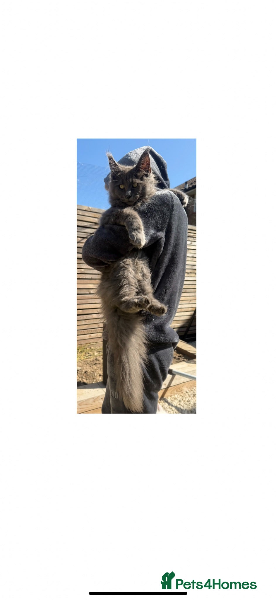 Maine Coon cats Super size mainecoon kitten  - Advert 1