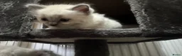 Ragdoll cats for sale: Gorgeous Ragdoll Kittens  - Advert 25