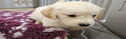Golden Retriever dogs for sale: Beautiful KC Reg Golden Retriever Puppies - Advert 6