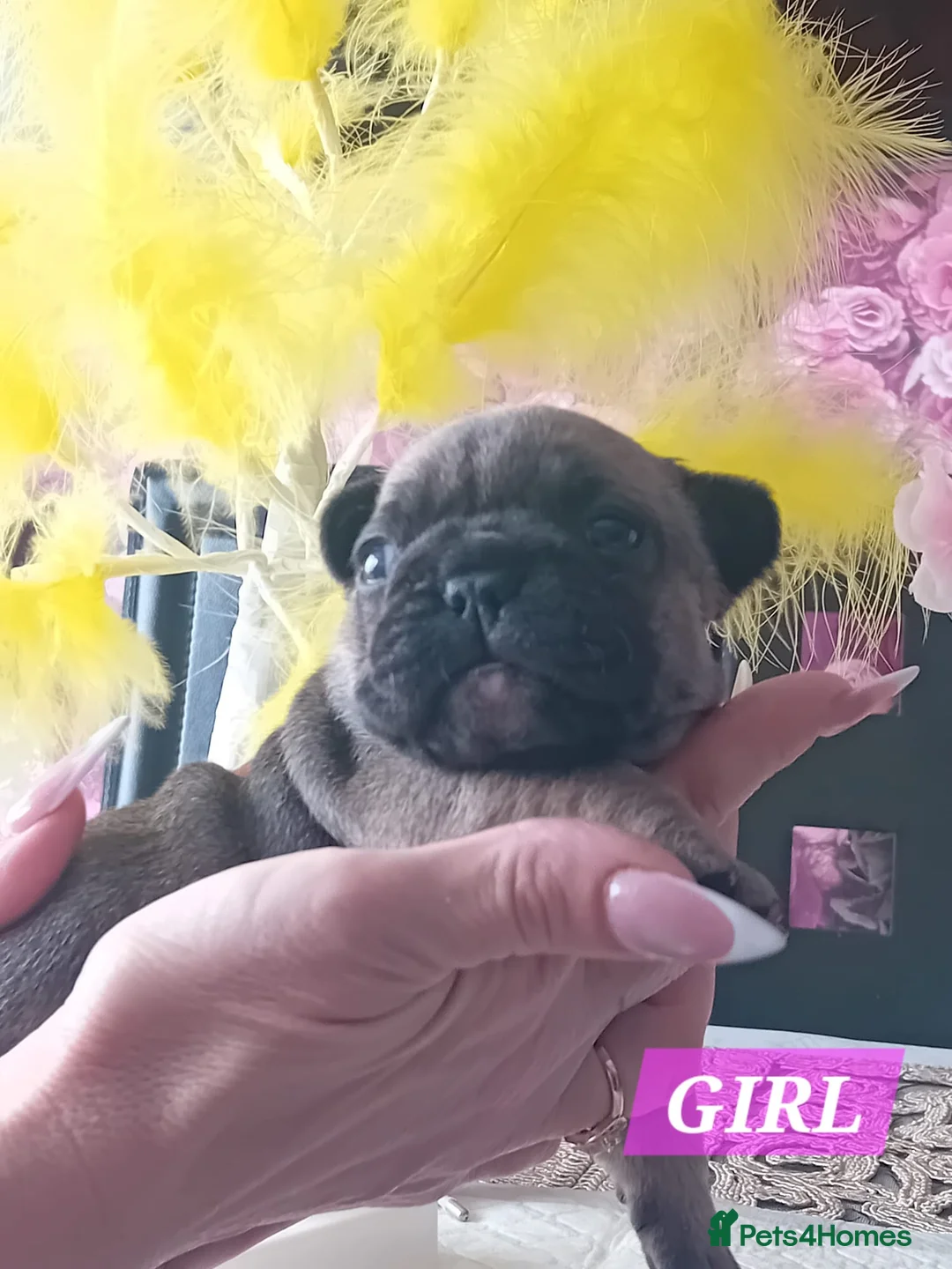 French Bulldog dogs for sale: French bulldog puppies - Advert 2