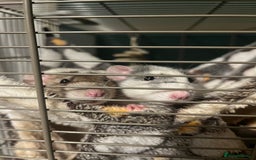 Rat rodents for sale: 3 female rats for rehoming - Image 6