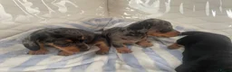 Dachshund dogs for sale: Dashound puppies  - Advert 6
