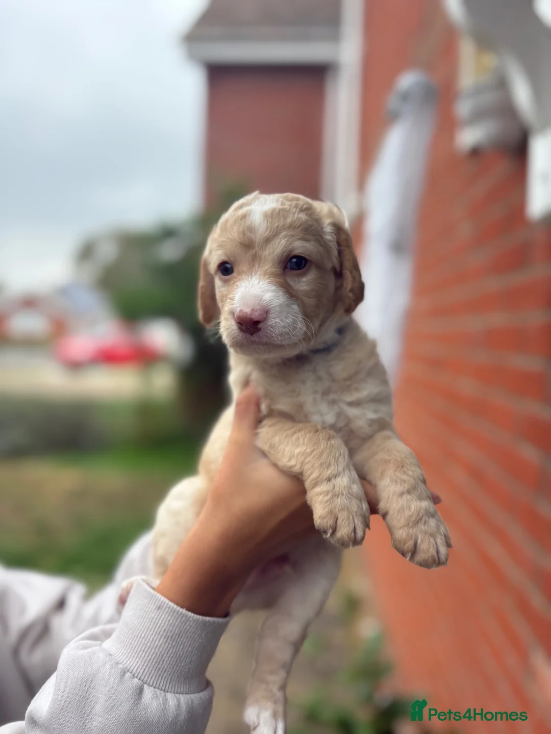 Labradoodle dogs for sale: Labradoodle puppies  in Bury Saint Edmunds - Advert 2